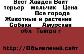 Вест Хайден Вайт терьер - мальчик › Цена ­ 35 000 - Все города Животные и растения » Собаки   . Амурская обл.,Тында г.